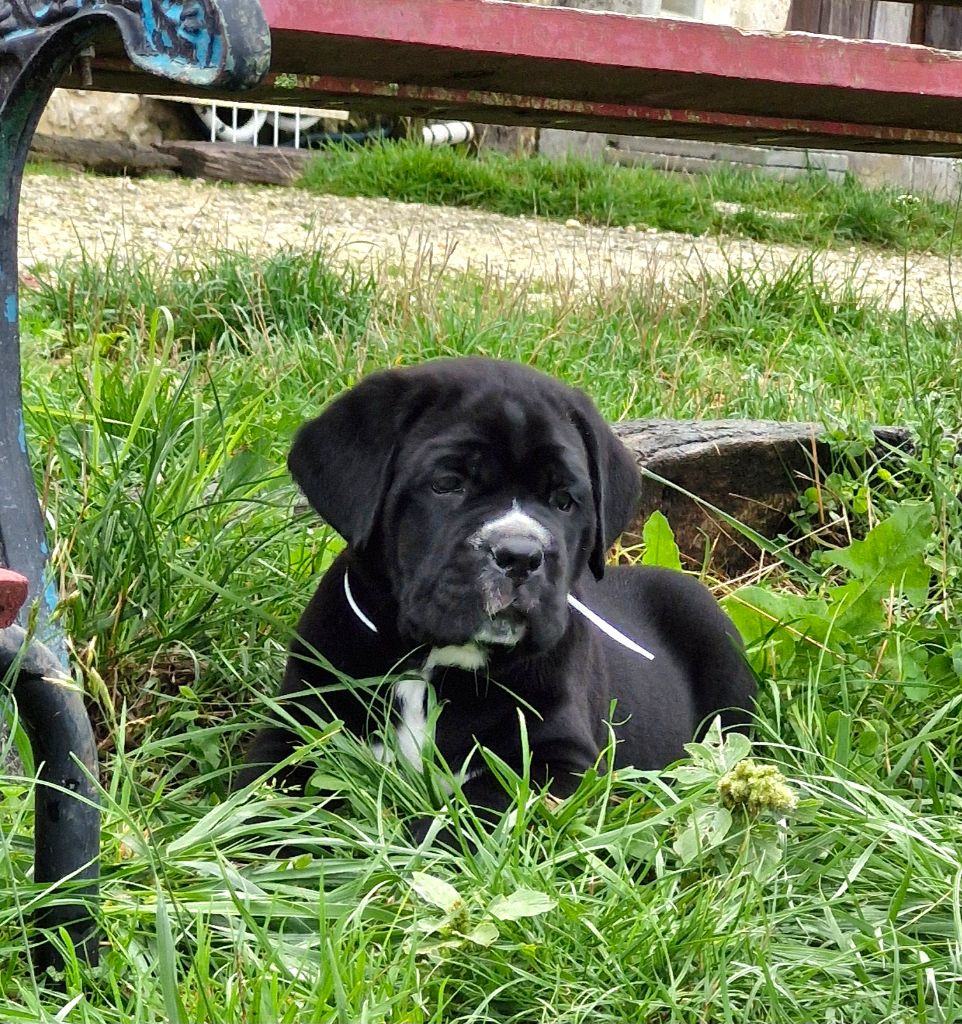 Des Terres Saintauloises - Chiot disponible  - Cane Corso