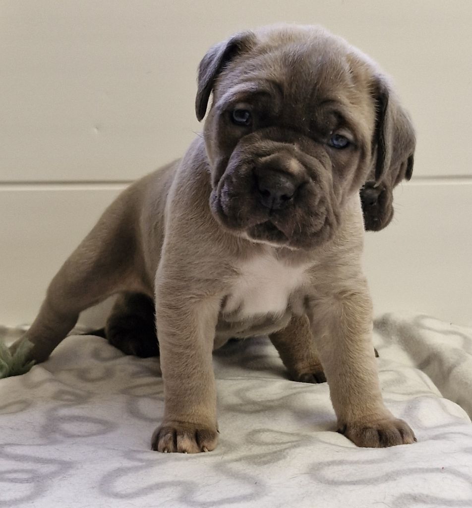 Des Terres Saintauloises - Chiot disponible  - Cane Corso