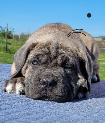 Des Terres Saintauloises - Cane Corso - Portée née le 20/02/2023