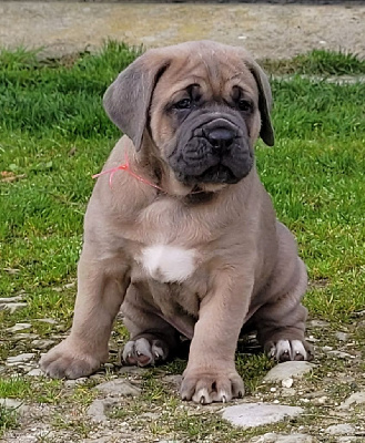 Des Terres Saintauloises - Cane Corso - Portée née le 18/02/2023