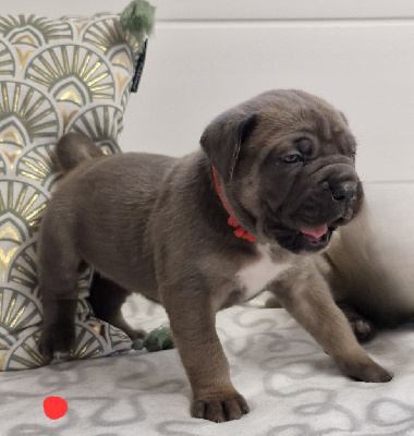 Des Terres Saintauloises - Cane Corso - Portée née le 01/01/2025