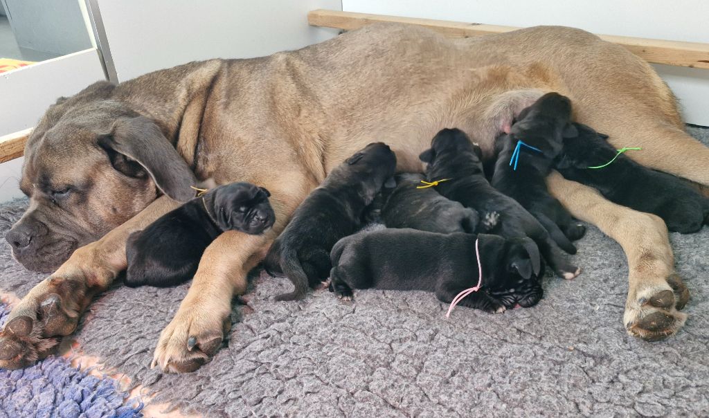 chiot Cane Corso Des Terres Saintauloises