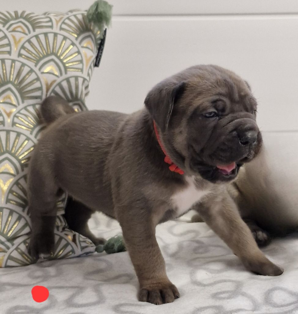 Des Terres Saintauloises - Chiot disponible  - Cane Corso