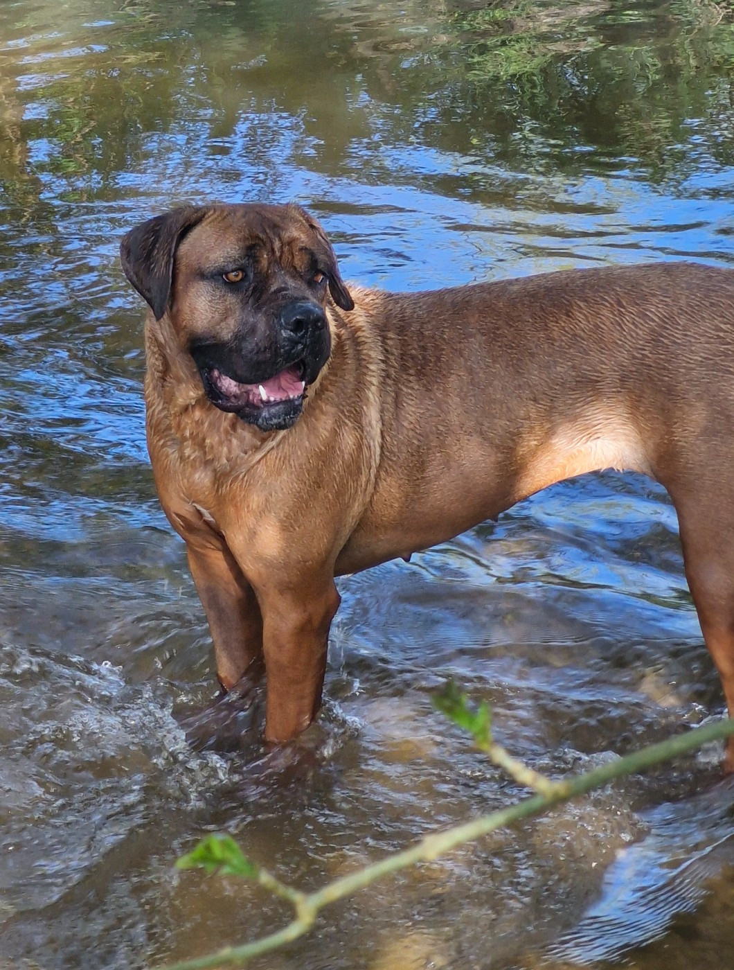 Harley Quinn Freccia Al Cuore