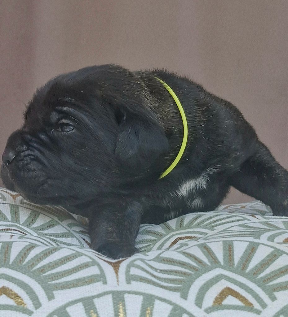 Des Terres Saintauloises - Chiots disponibles - Cane Corso