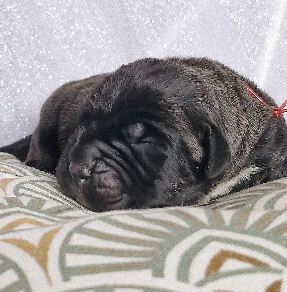 Des Terres Saintauloises - Chiots disponibles - Cane Corso