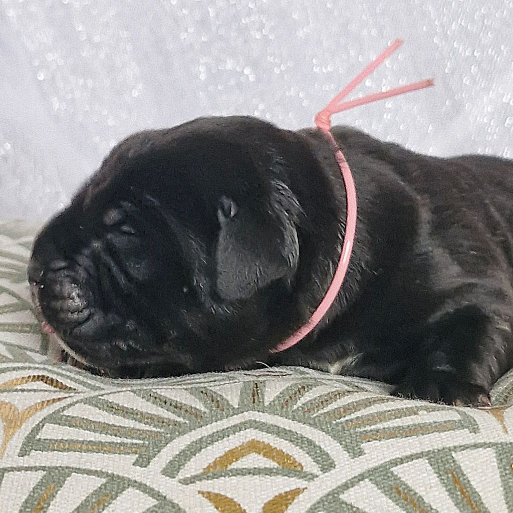 Des Terres Saintauloises - Chiots disponibles - Cane Corso