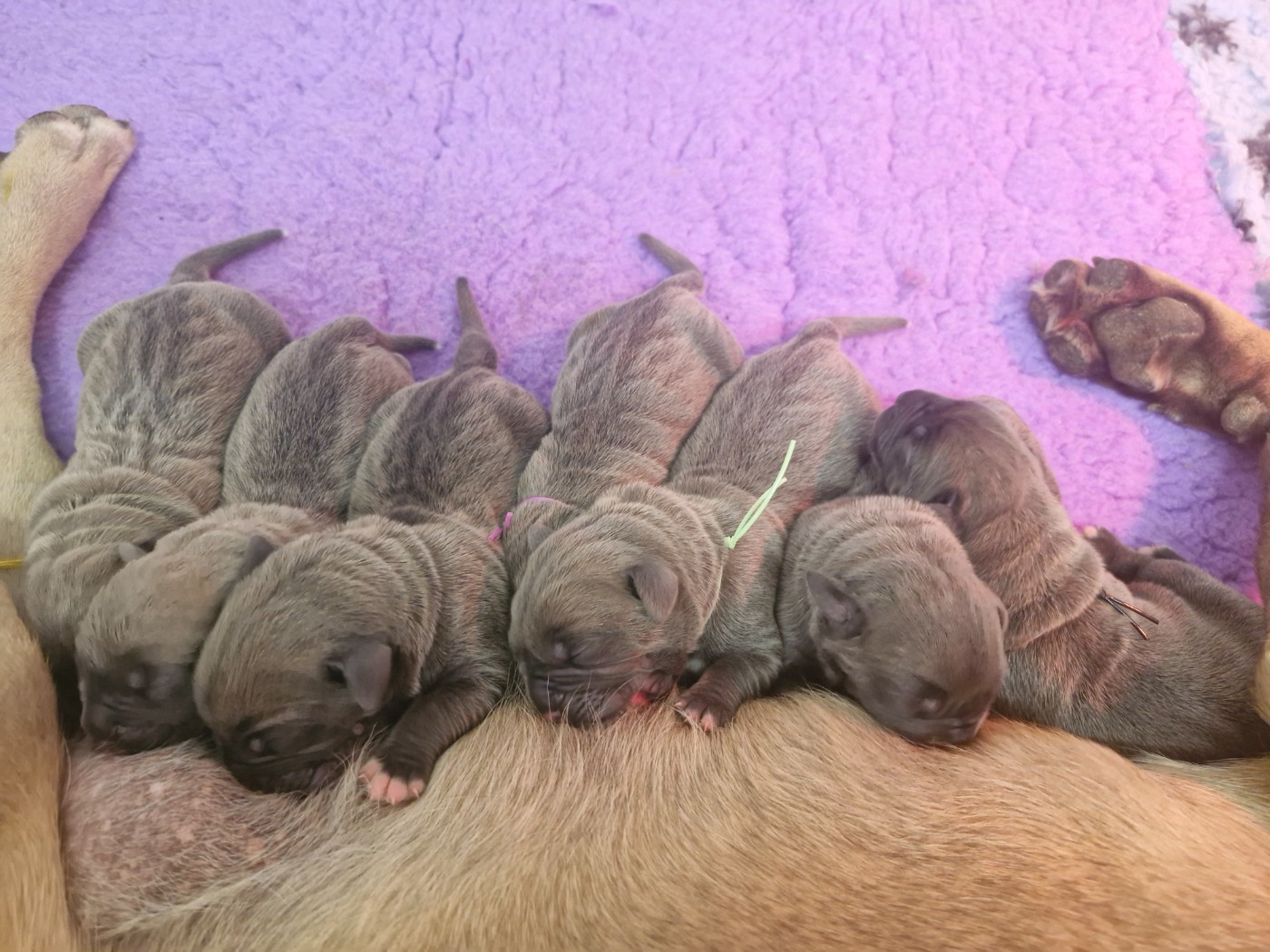 Chiot Cane Corso Des Terres Saintauloises