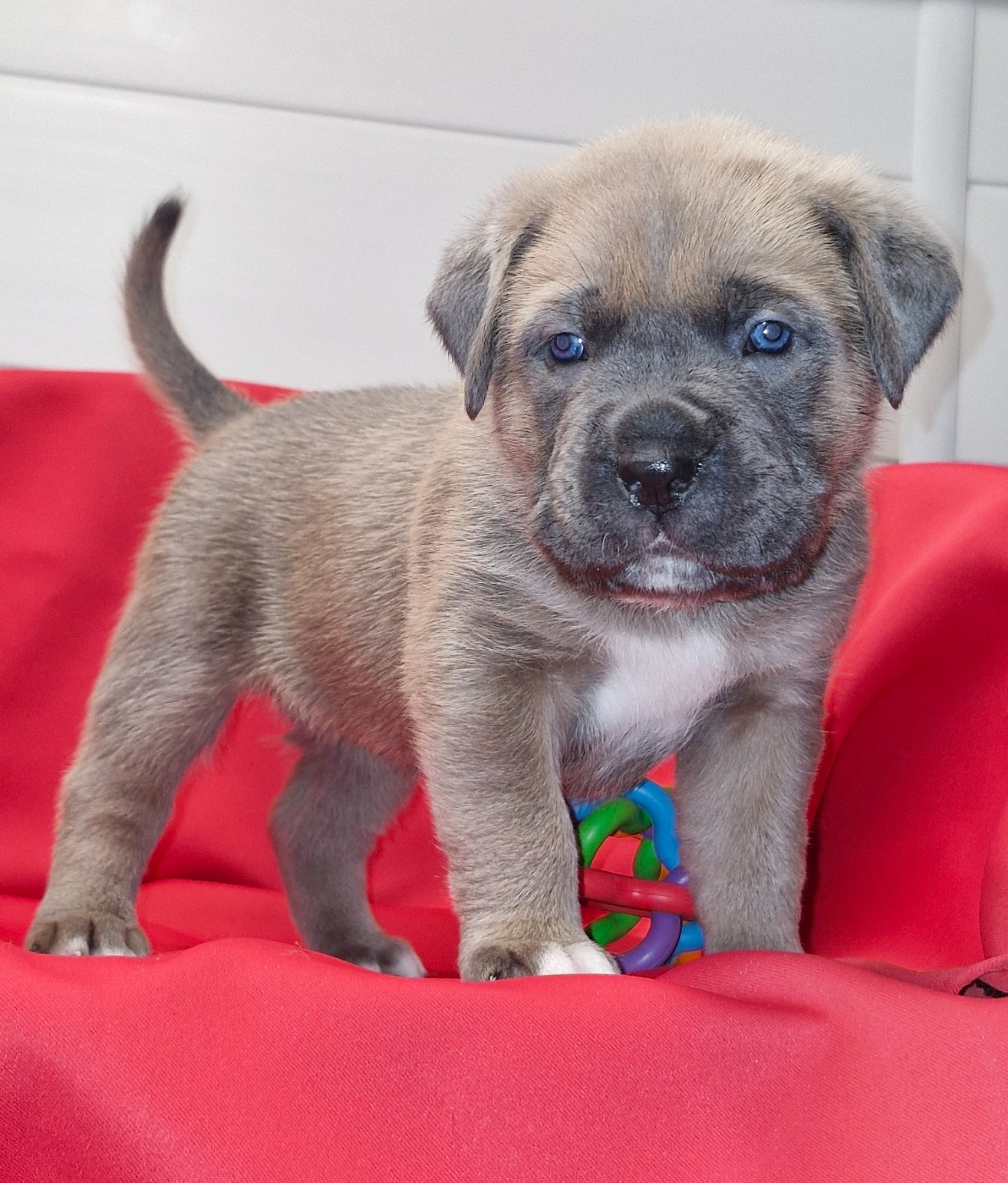 Des Terres Saintauloises - Chiots disponibles - Cane Corso