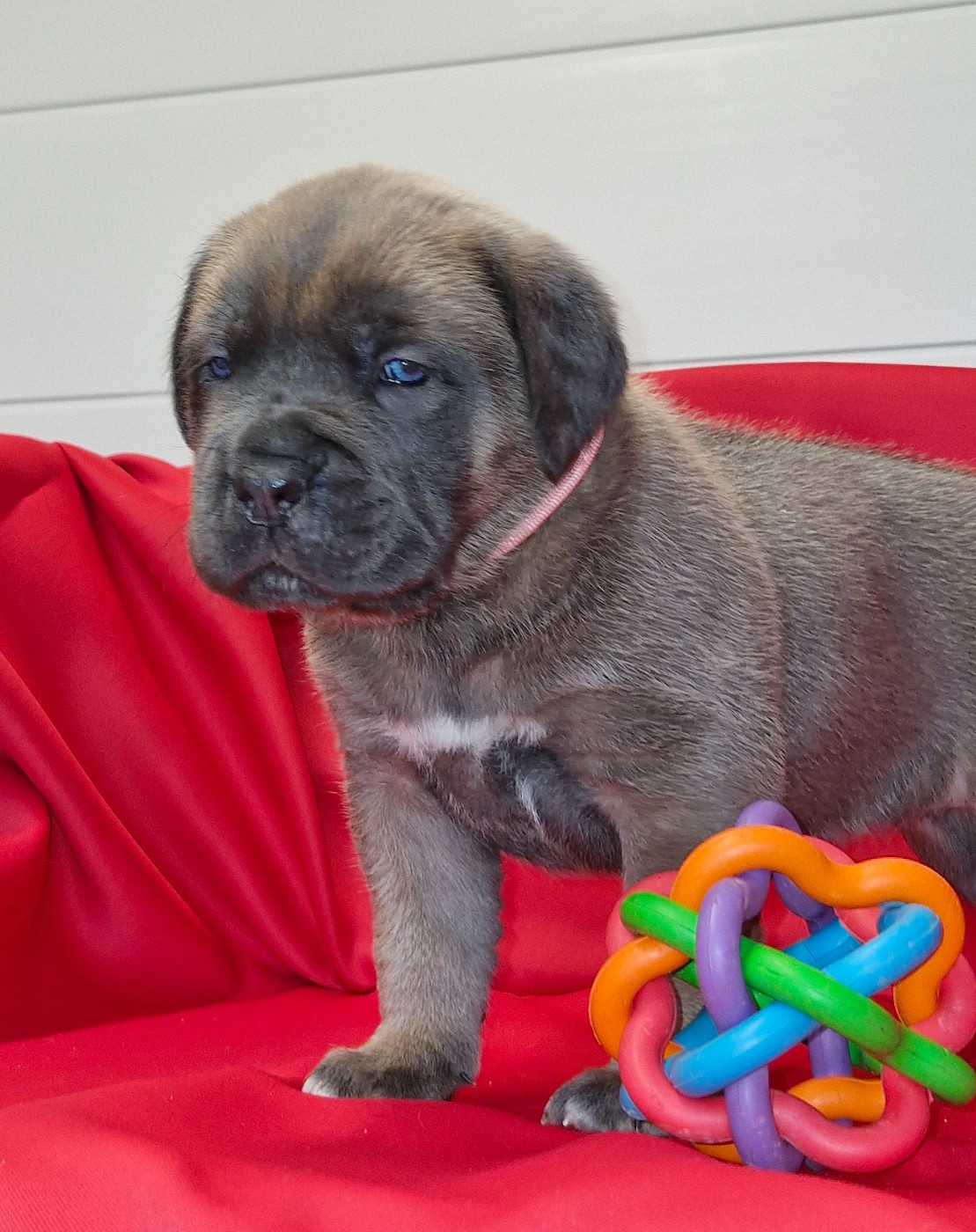 Des Terres Saintauloises - Chiots disponibles - Cane Corso