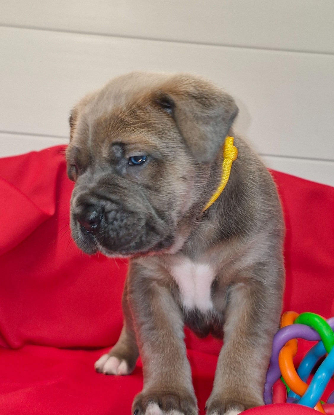 Des Terres Saintauloises - Chiots disponibles - Cane Corso