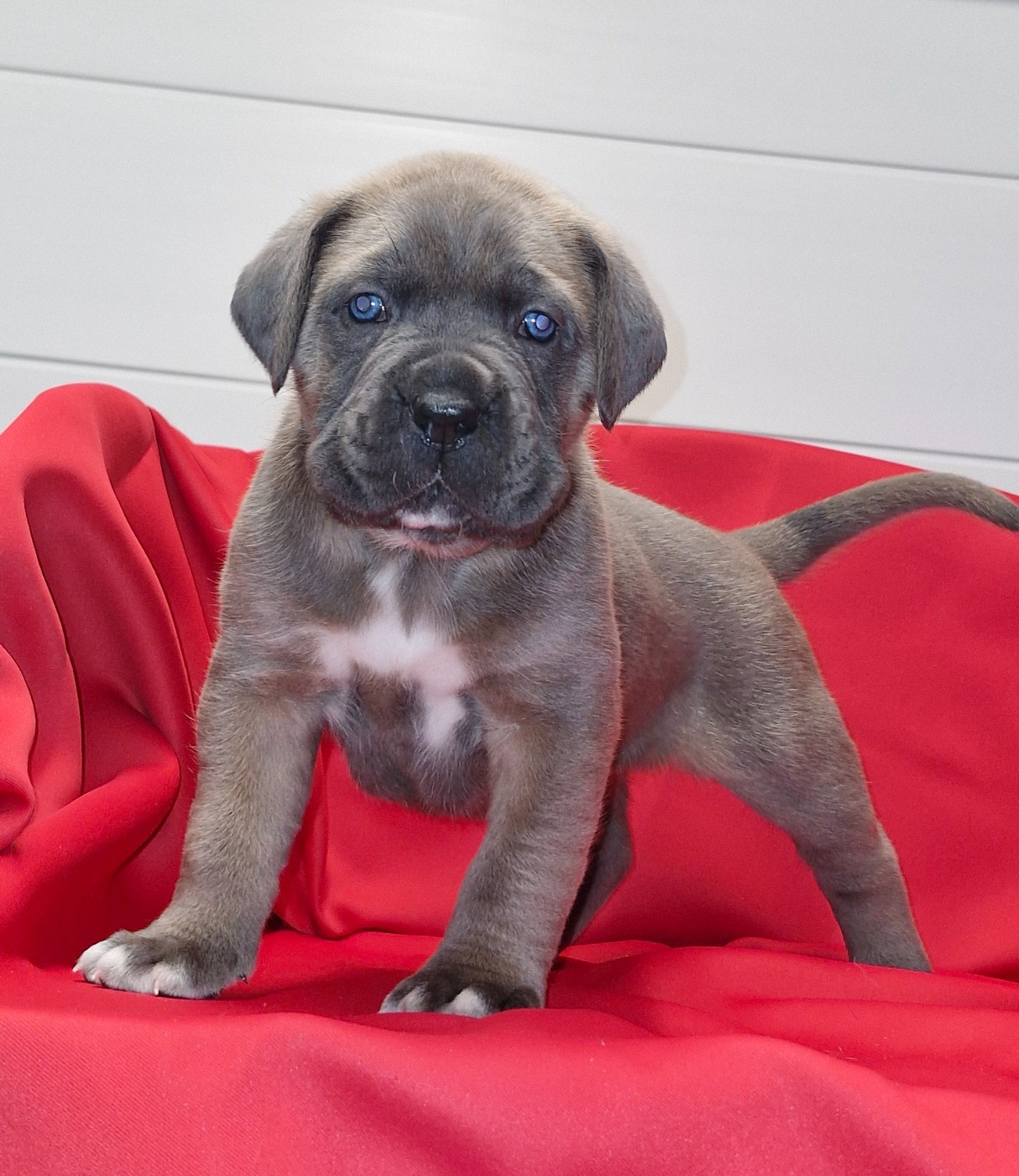 Des Terres Saintauloises - Chiots disponibles - Cane Corso