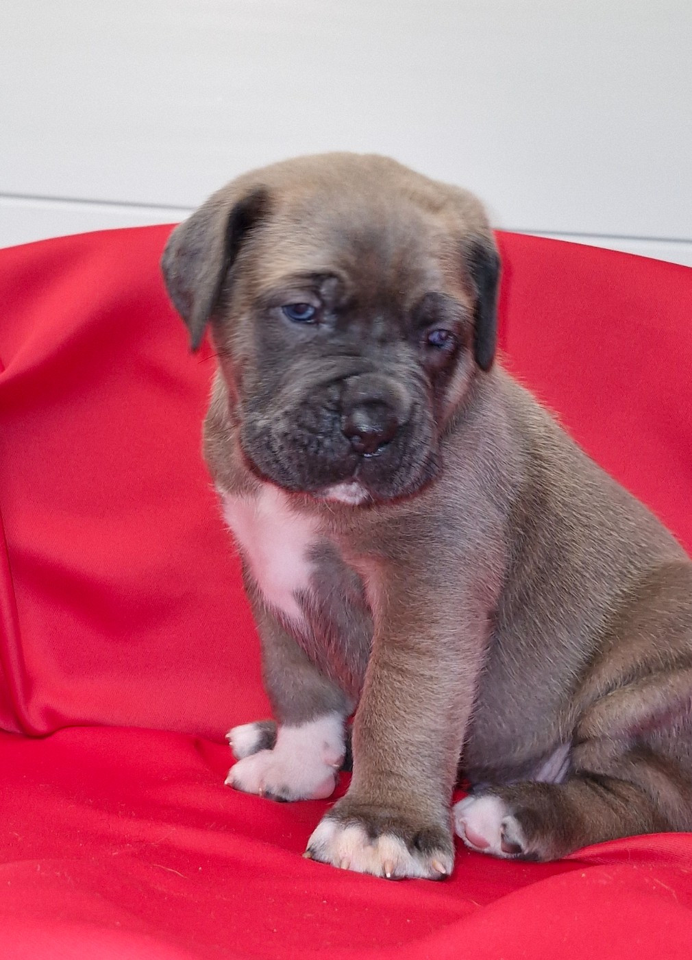 Des Terres Saintauloises - Chiots disponibles - Cane Corso