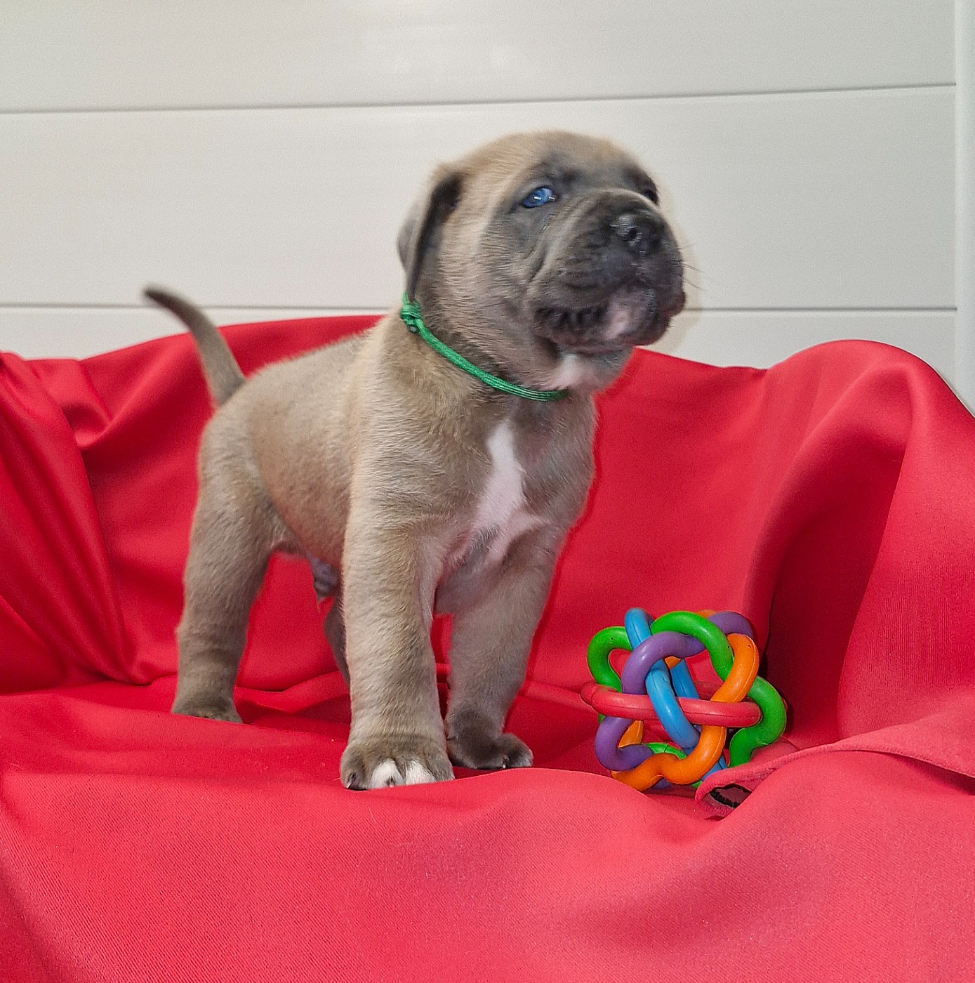 Des Terres Saintauloises - Chiots disponibles - Cane Corso