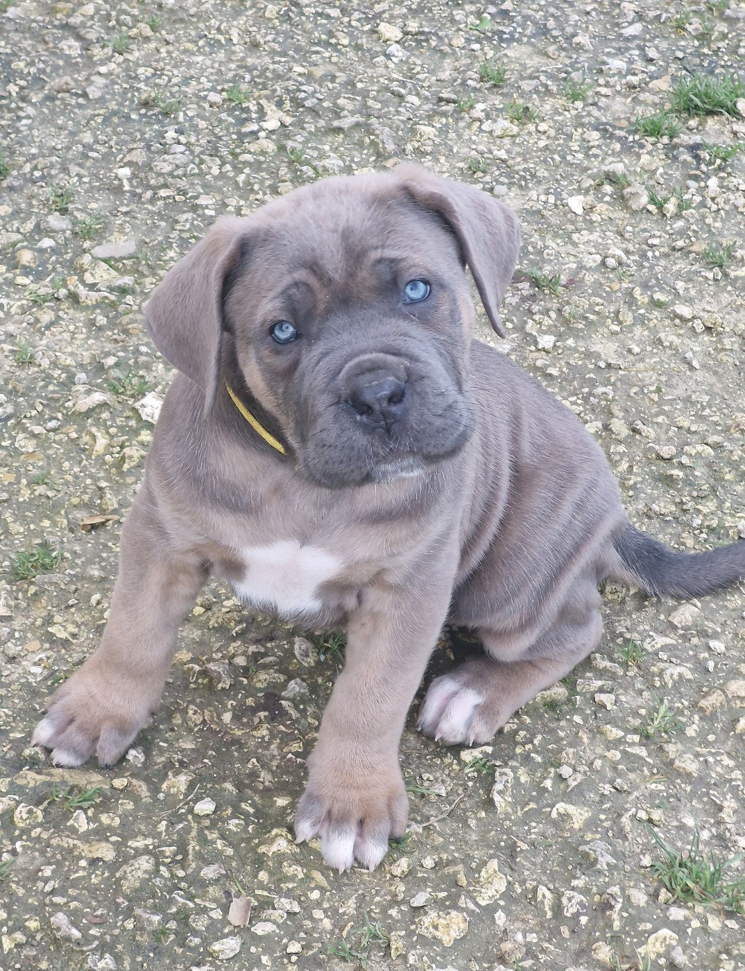 Des Terres Saintauloises - Chiots disponibles - Cane Corso