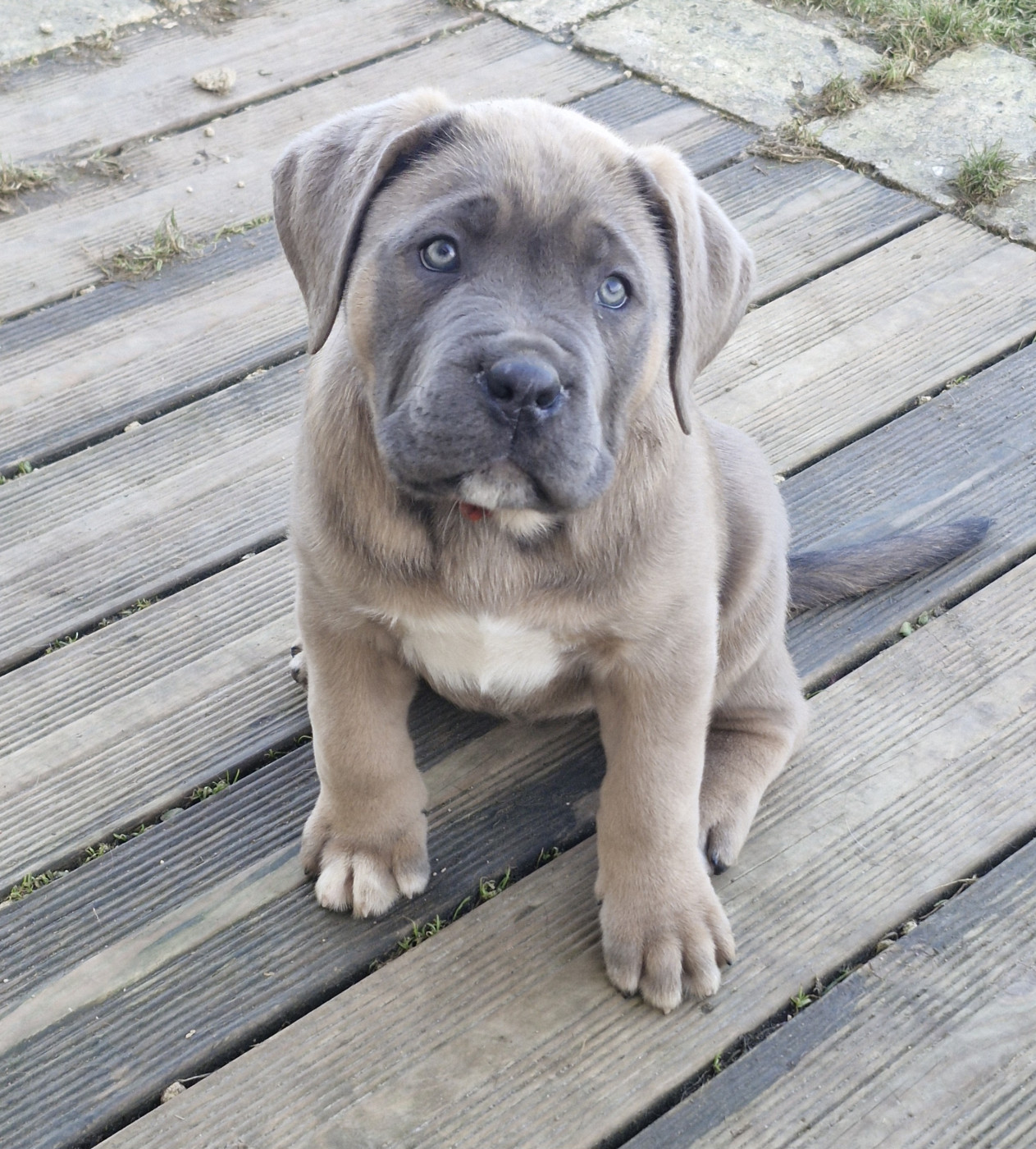 Des Terres Saintauloises - Chiots disponibles - Cane Corso