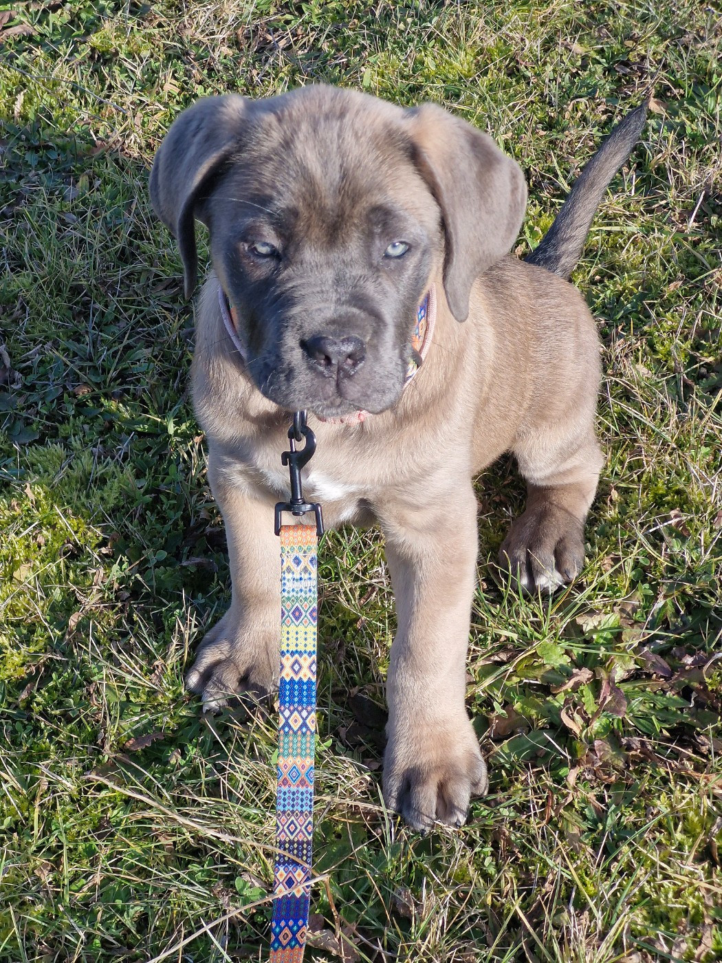 Des Terres Saintauloises - Chiots disponibles - Cane Corso