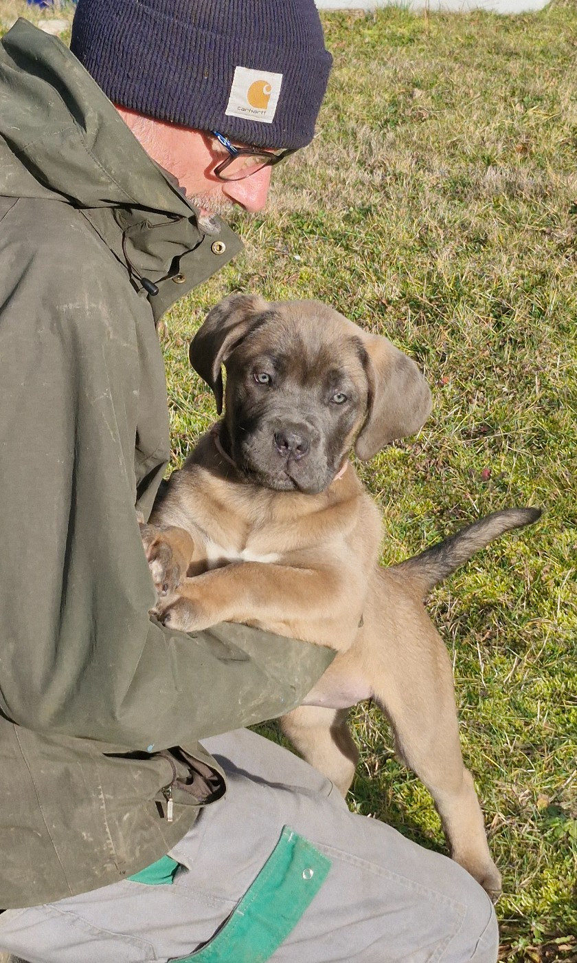 Des Terres Saintauloises - Chiots disponibles - Cane Corso