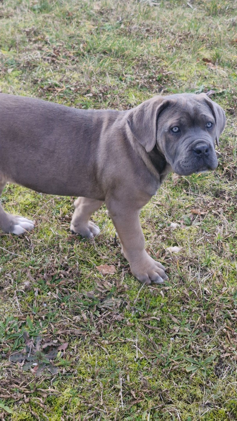 Des Terres Saintauloises - Chiots disponibles - Cane Corso
