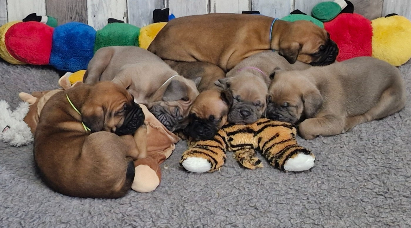 Chiot Cane Corso Des Terres Saintauloises