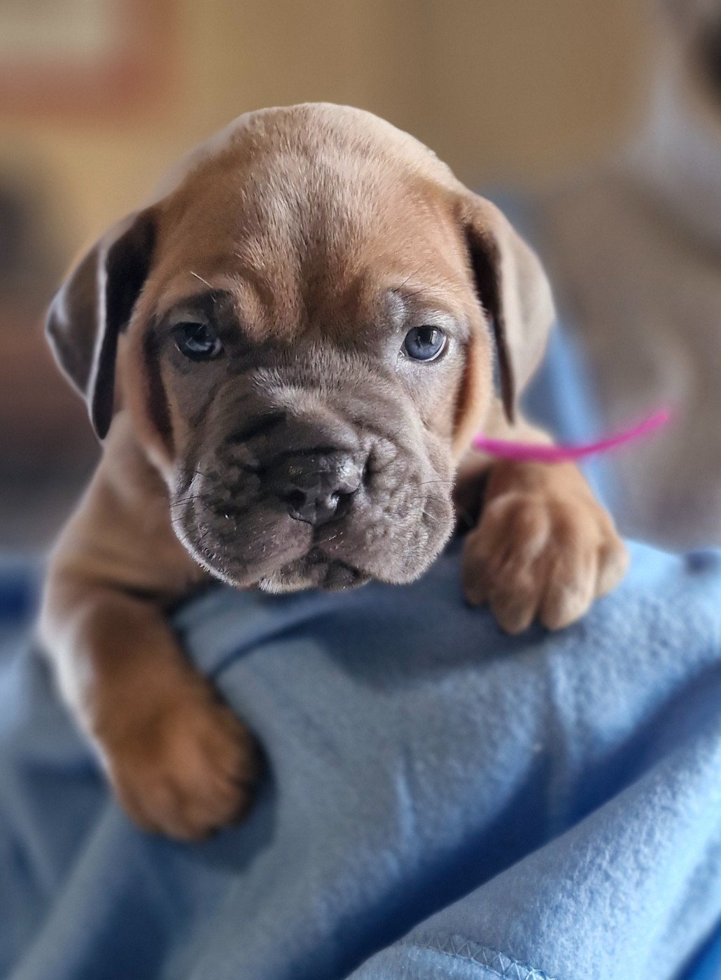 Des Terres Saintauloises - Chiots disponibles - Cane Corso