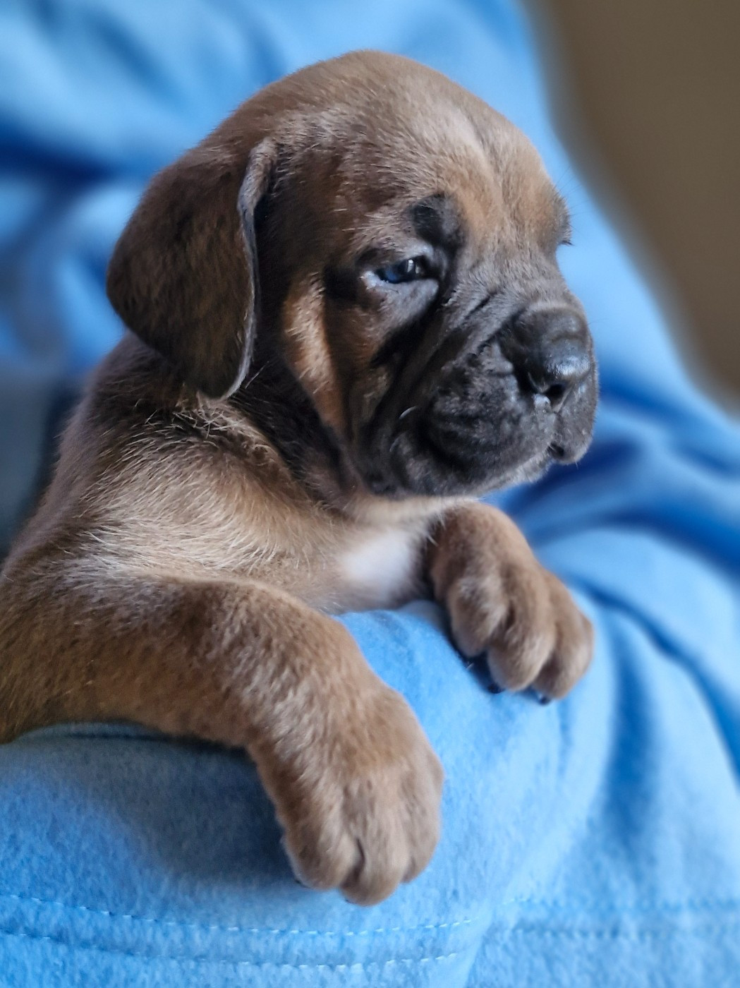 Des Terres Saintauloises - Chiots disponibles - Cane Corso