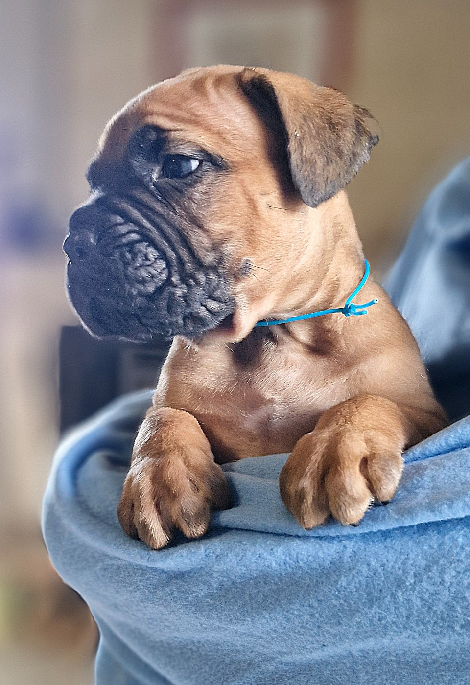 Des Terres Saintauloises - Chiots disponibles - Cane Corso