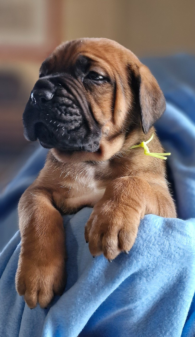 Des Terres Saintauloises - Chiots disponibles - Cane Corso