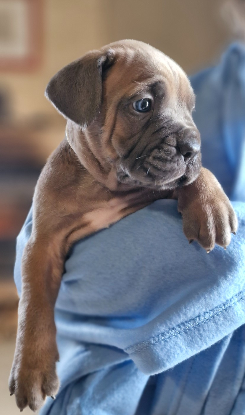 Des Terres Saintauloises - Chiots disponibles - Cane Corso