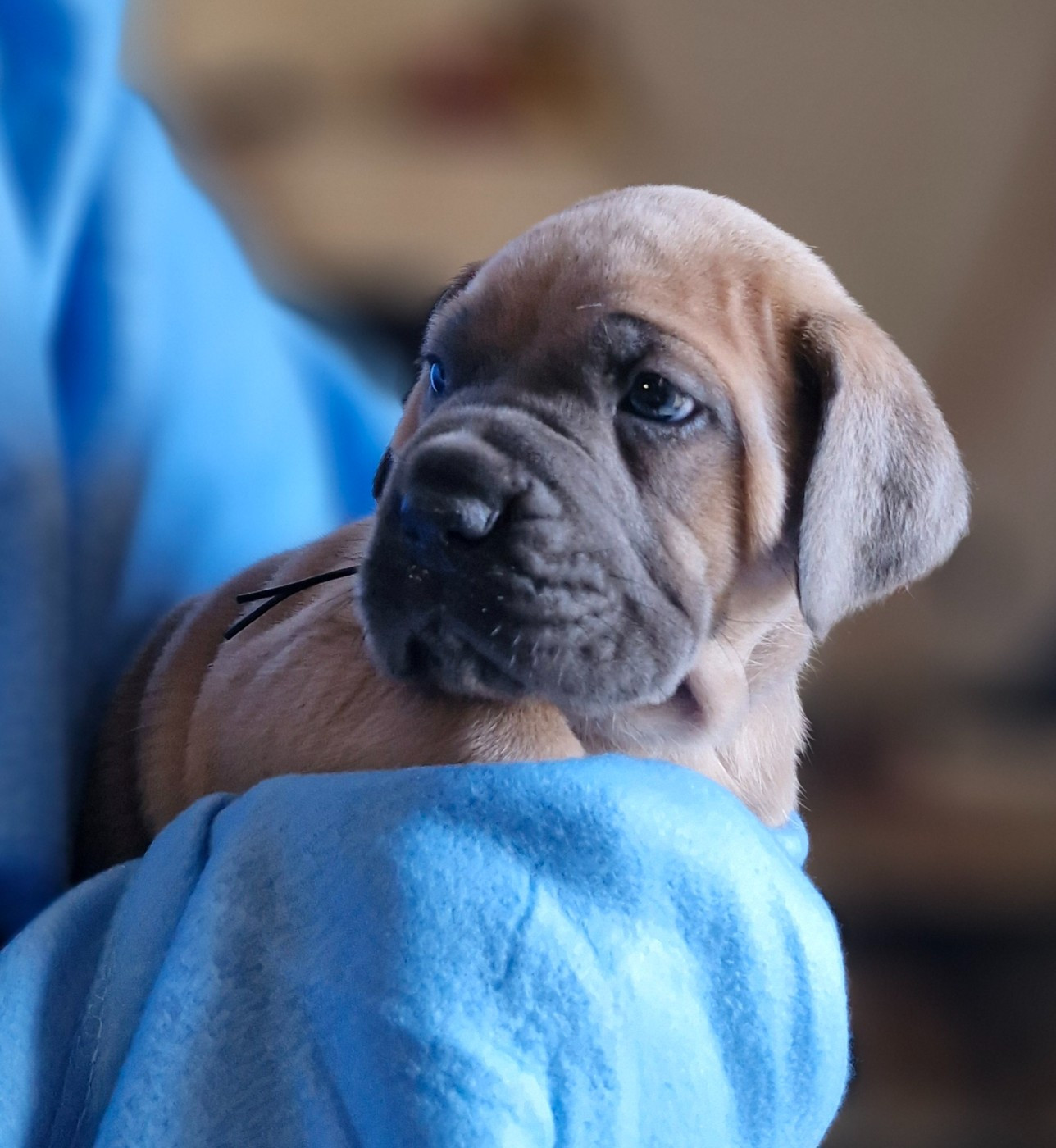 Des Terres Saintauloises - Chiots disponibles - Cane Corso