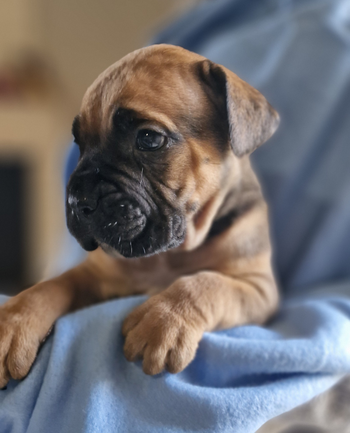 Des Terres Saintauloises - Chiots disponibles - Cane Corso