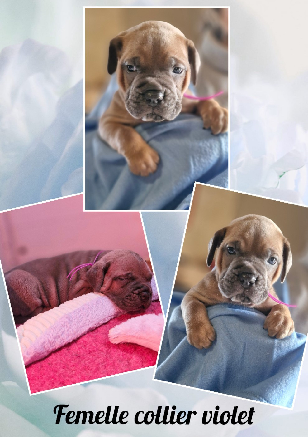 Des Terres Saintauloises - Chiots disponibles - Cane Corso