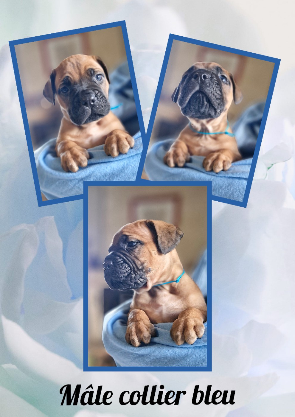 Des Terres Saintauloises - Chiots disponibles - Cane Corso