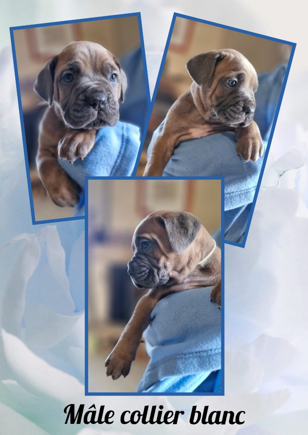 Des Terres Saintauloises - Chiots disponibles - Cane Corso