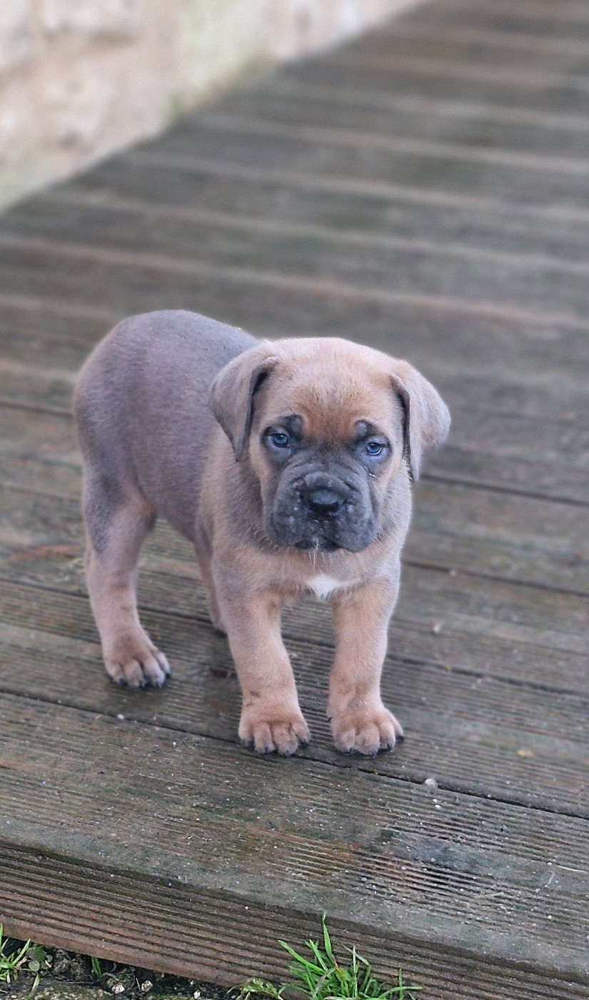 Des Terres Saintauloises - Chiots disponibles - Cane Corso