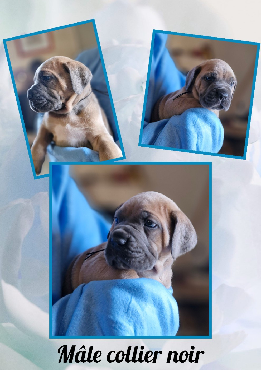 Des Terres Saintauloises - Chiots disponibles - Cane Corso
