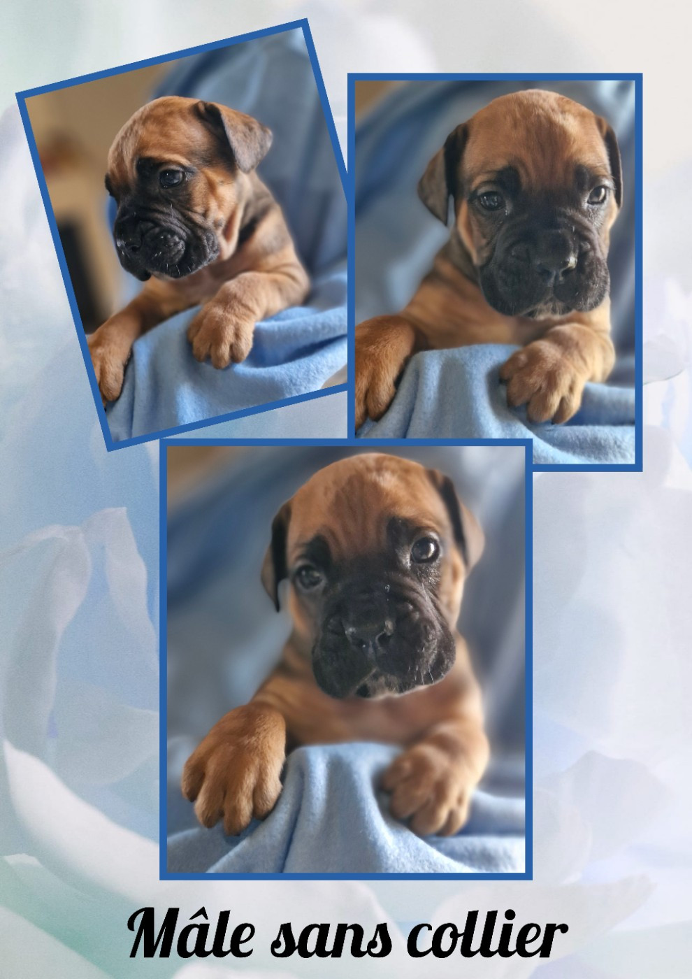 Des Terres Saintauloises - Chiots disponibles - Cane Corso