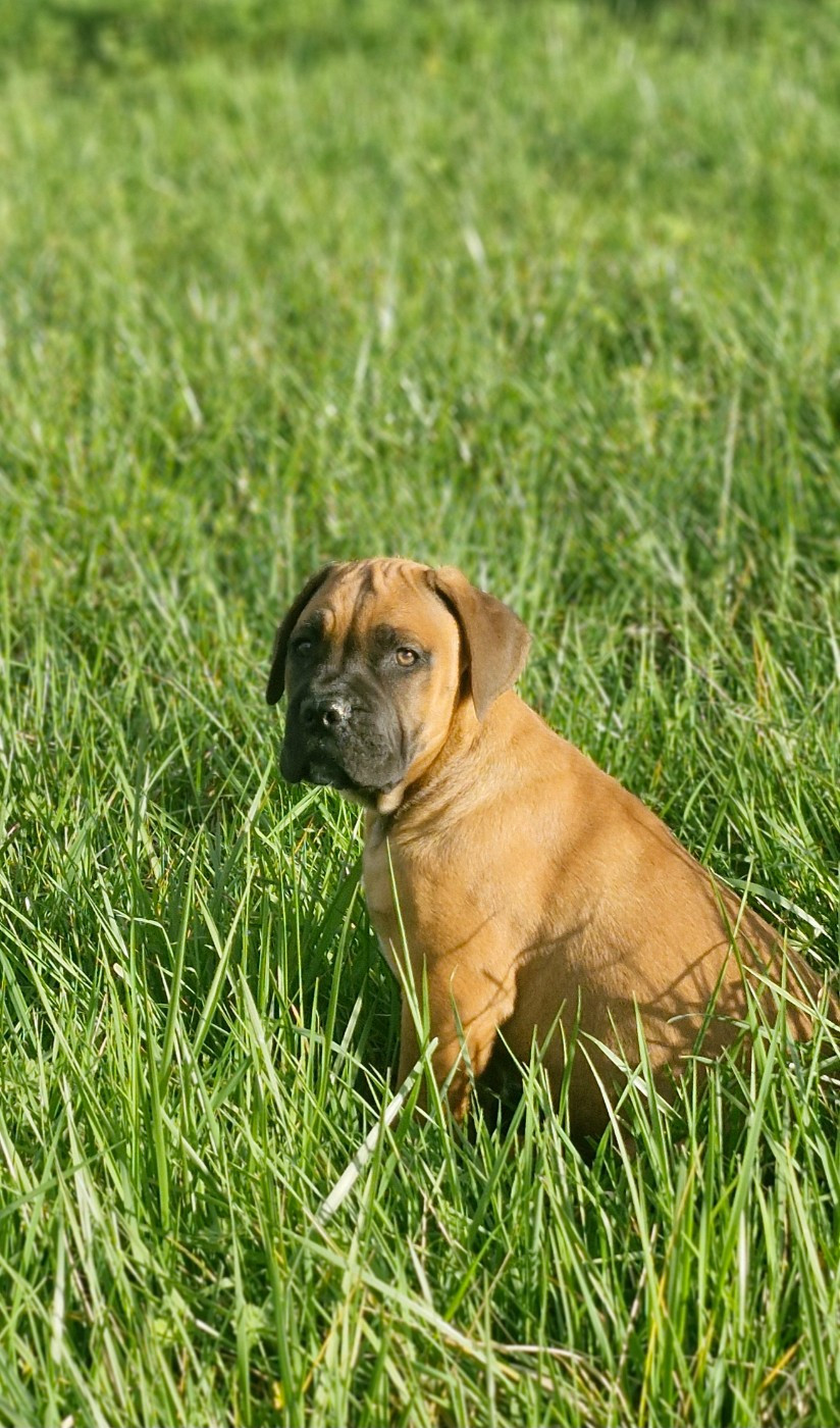 Des Terres Saintauloises - Chiots disponibles - Cane Corso