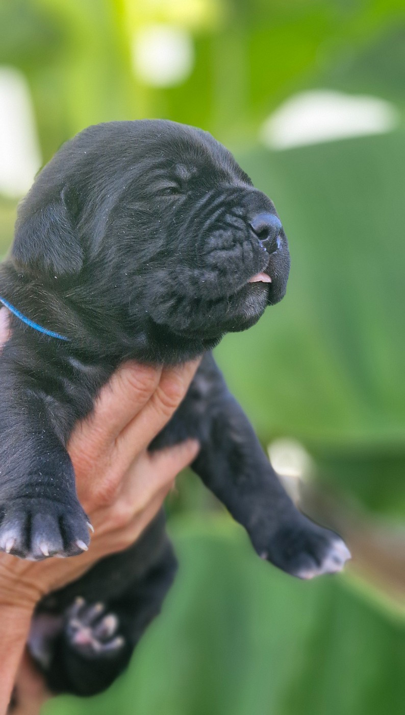 Des Terres Saintauloises - Chiots disponibles - Cane Corso