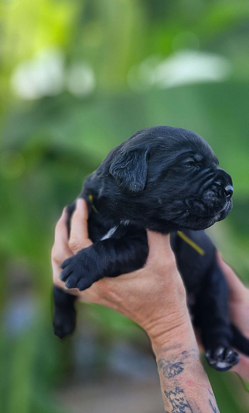 Des Terres Saintauloises - Cane Corso - Portée née le 18/06/2026