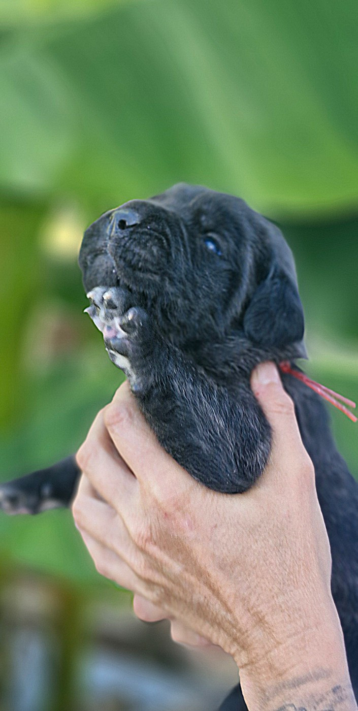 Des Terres Saintauloises - Chiots disponibles - Cane Corso