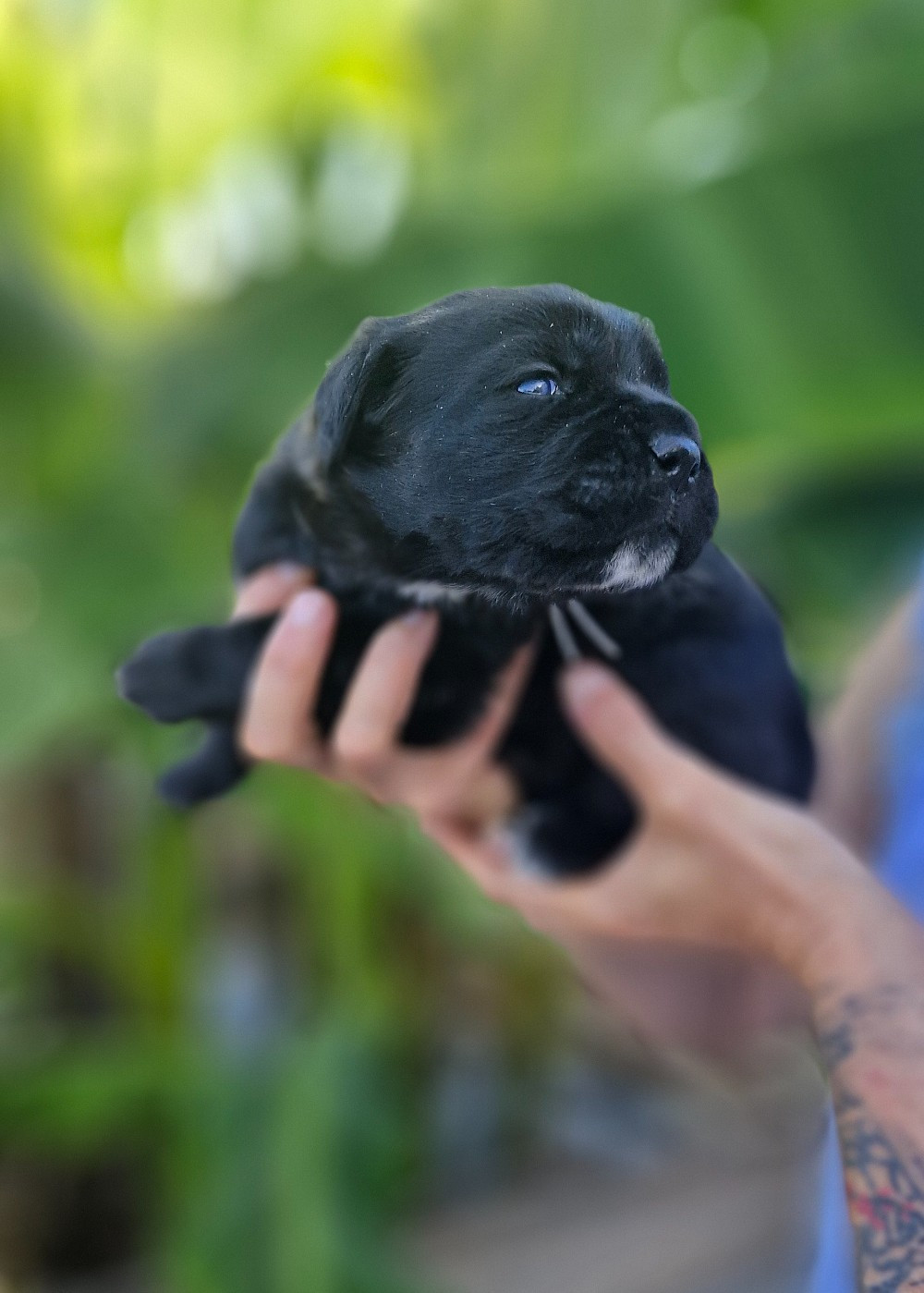 Des Terres Saintauloises - Chiots disponibles - Cane Corso