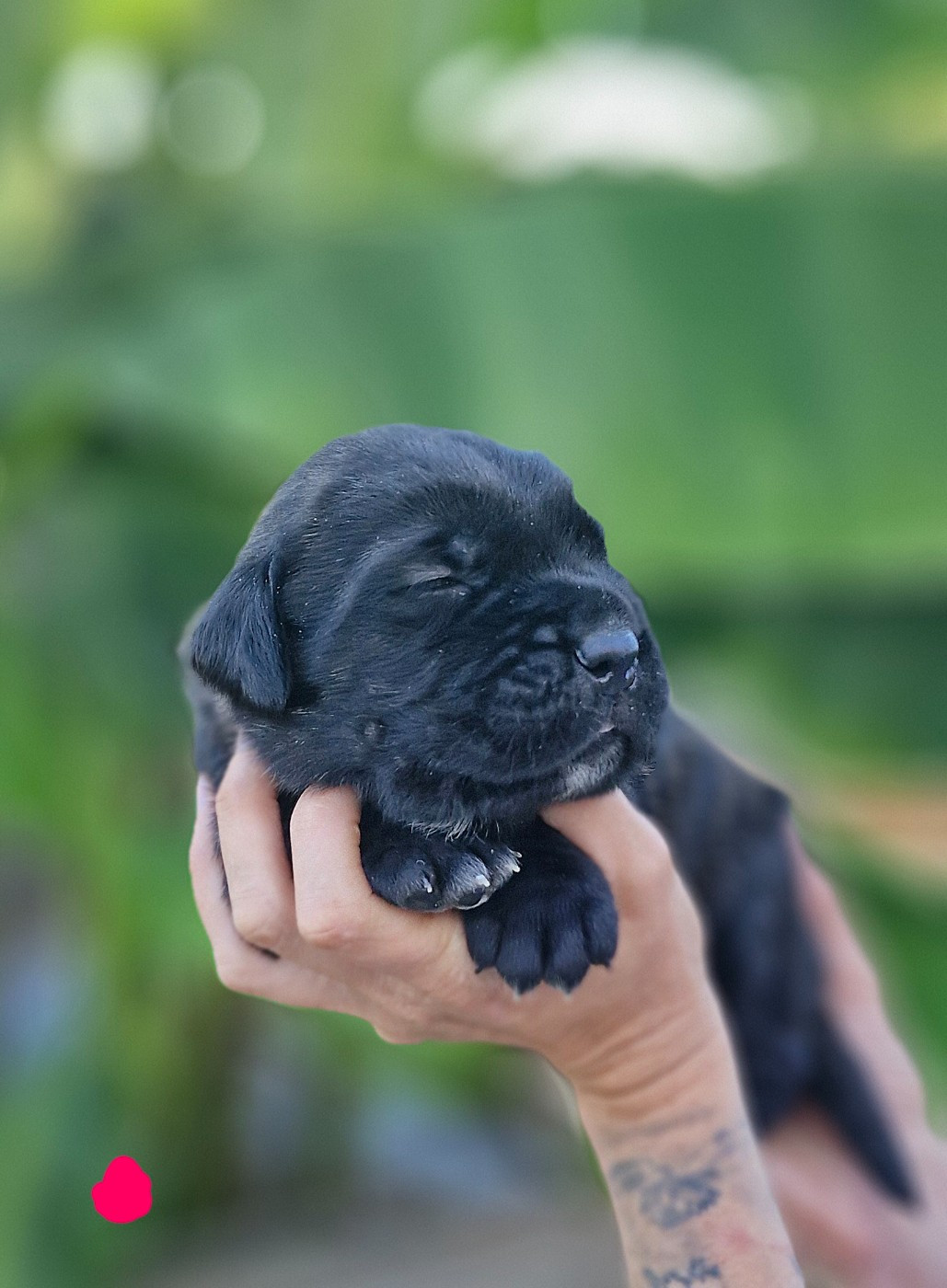 Des Terres Saintauloises - Chiots disponibles - Cane Corso