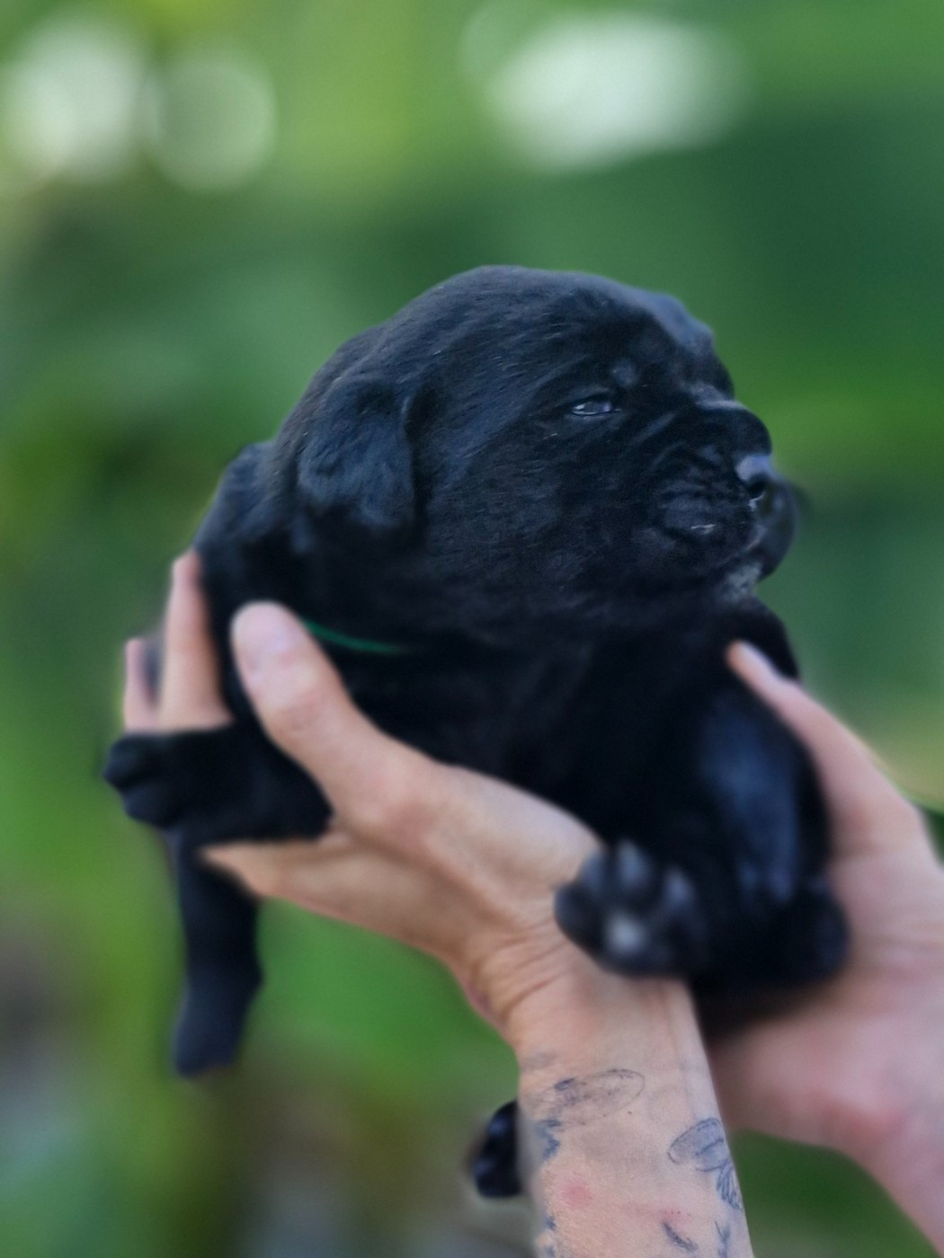 Des Terres Saintauloises - Chiots disponibles - Cane Corso