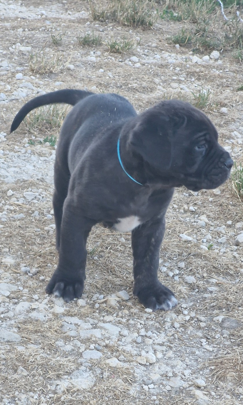 Des Terres Saintauloises - Cane Corso - Portée née le 18/06/2026