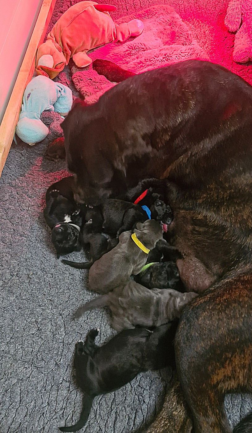 Chiot Cane Corso Des Terres Saintauloises