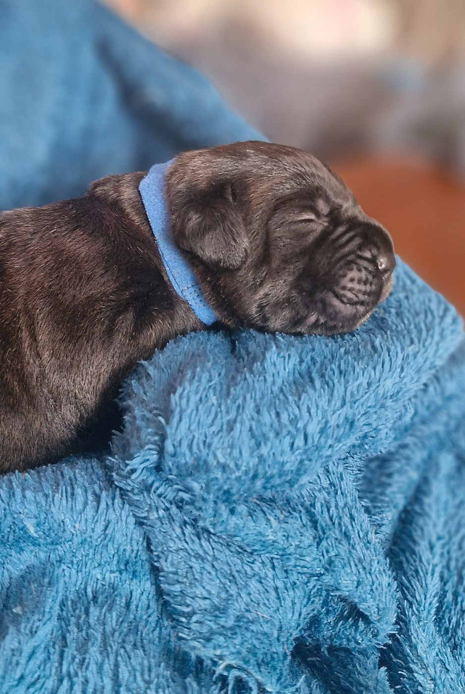 Des Terres Saintauloises - Chiots disponibles - Cane Corso