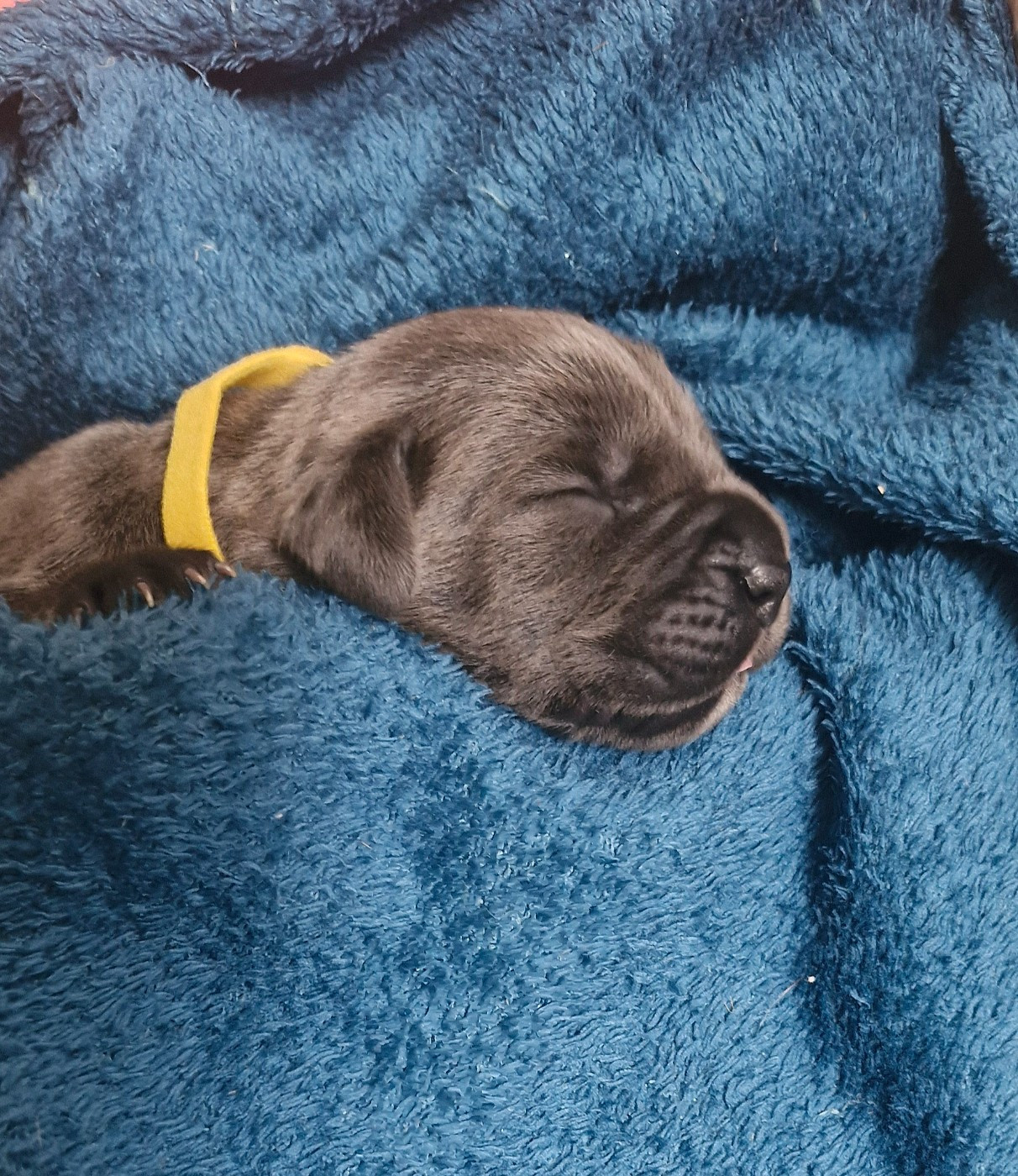 Des Terres Saintauloises - Chiots disponibles - Cane Corso
