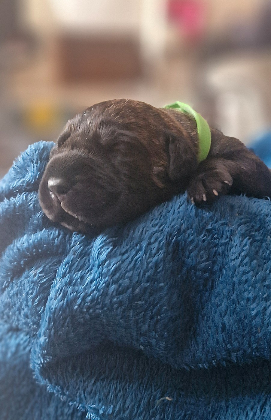 Des Terres Saintauloises - Chiots disponibles - Cane Corso