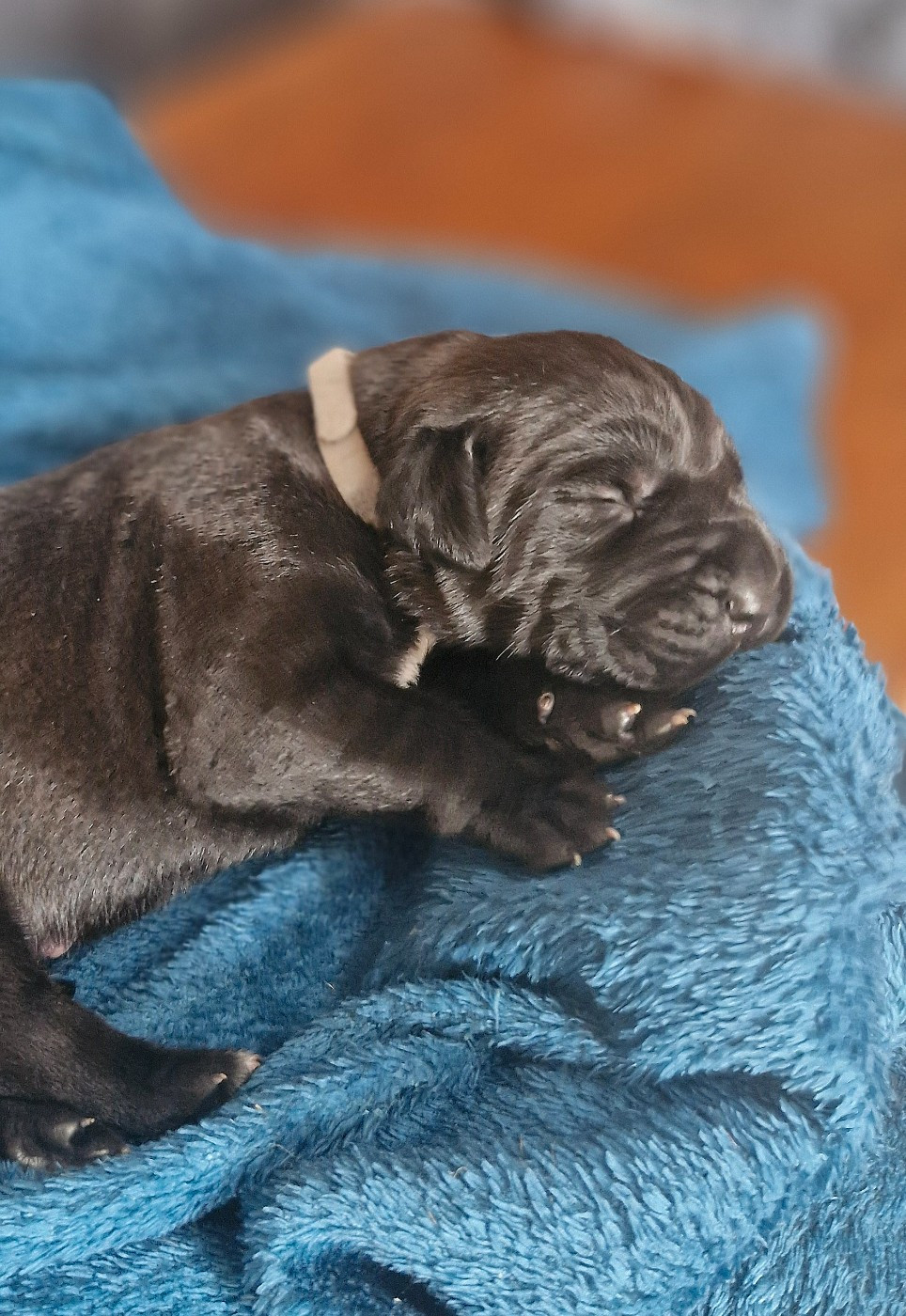 Des Terres Saintauloises - Chiots disponibles - Cane Corso